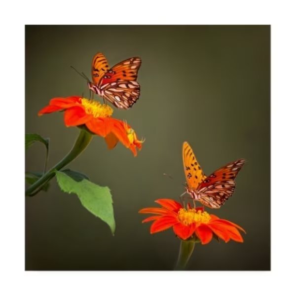 Phburchett 'Butterfly Portrait Vi' Canvas Art, 14x14, Trademark Fine Art, Mfr#: WAG13598-C1414GG